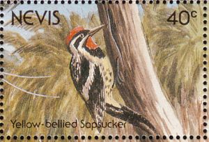 Yellow-bellied Sapsucker (Sphyrapicus varius)
